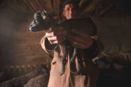 Bringing Heritage Sheep Back From the Brink of Extinction Image